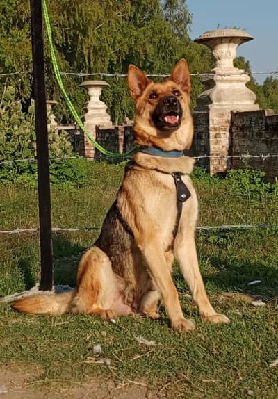 Alsatian bighyari female 14 month breeder security guardian for sale
