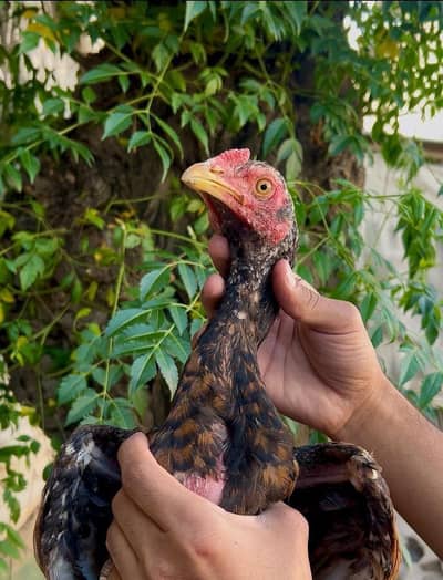 healthy active assel male available