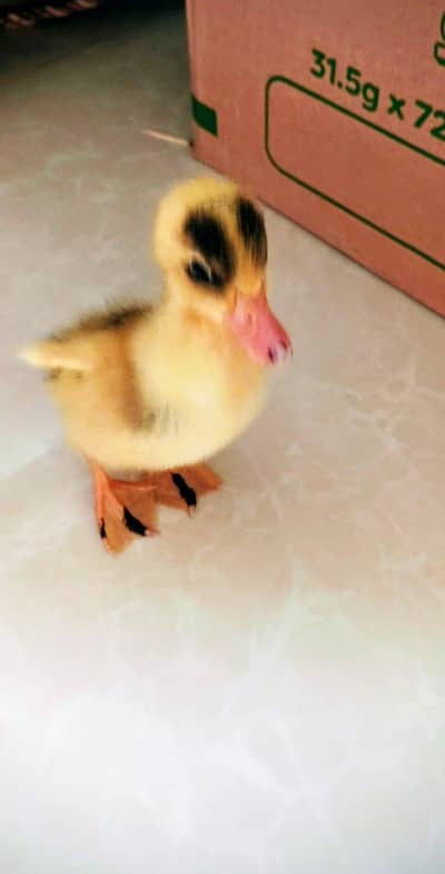 duck baby
