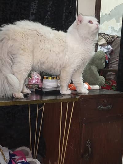 Persian British punch face male cat available