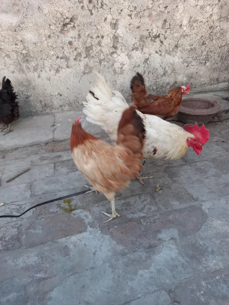 1 murga 3 murgeyan hn