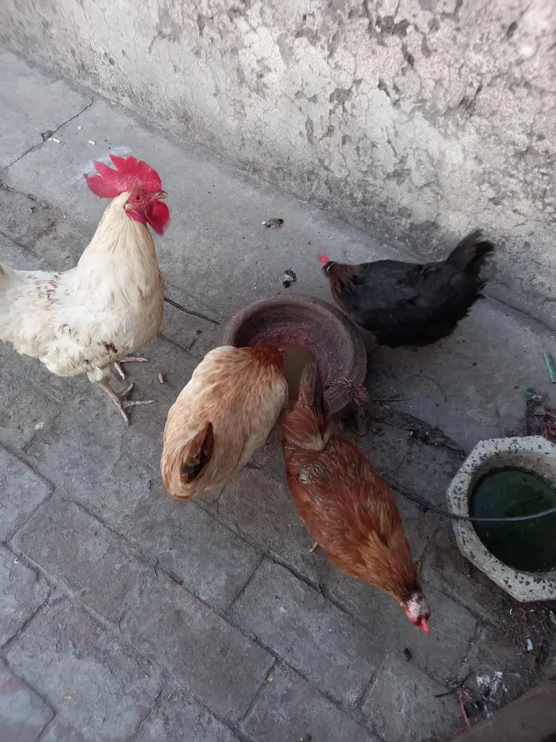 1 murga 3 murgeyan hn — photo 2