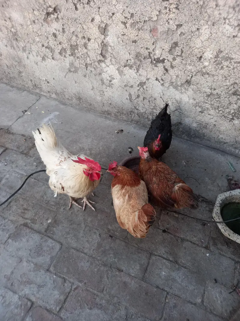 1 murga 3 murgeyan hn — photo 3