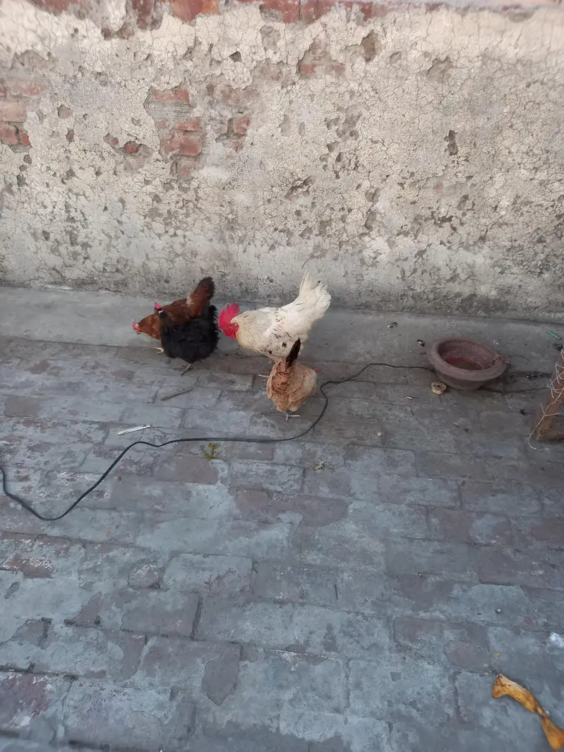 1 murga 3 murgeyan hn — photo 4