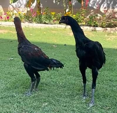 dragon Aseel male and OshamoOs females