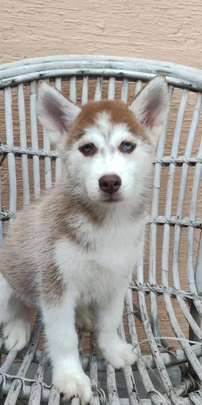Siberian husky female pup available for sale.