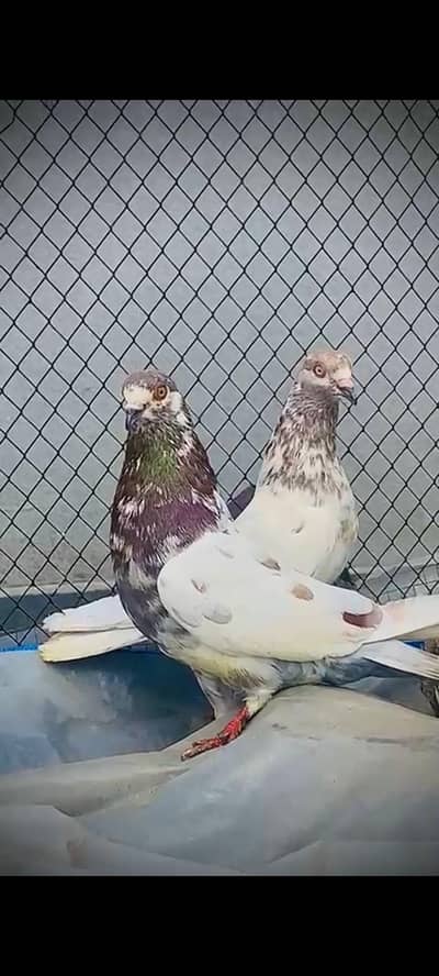 pure laakha breeder males