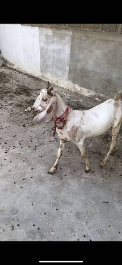 Tapra khassi bakra 2 daanth