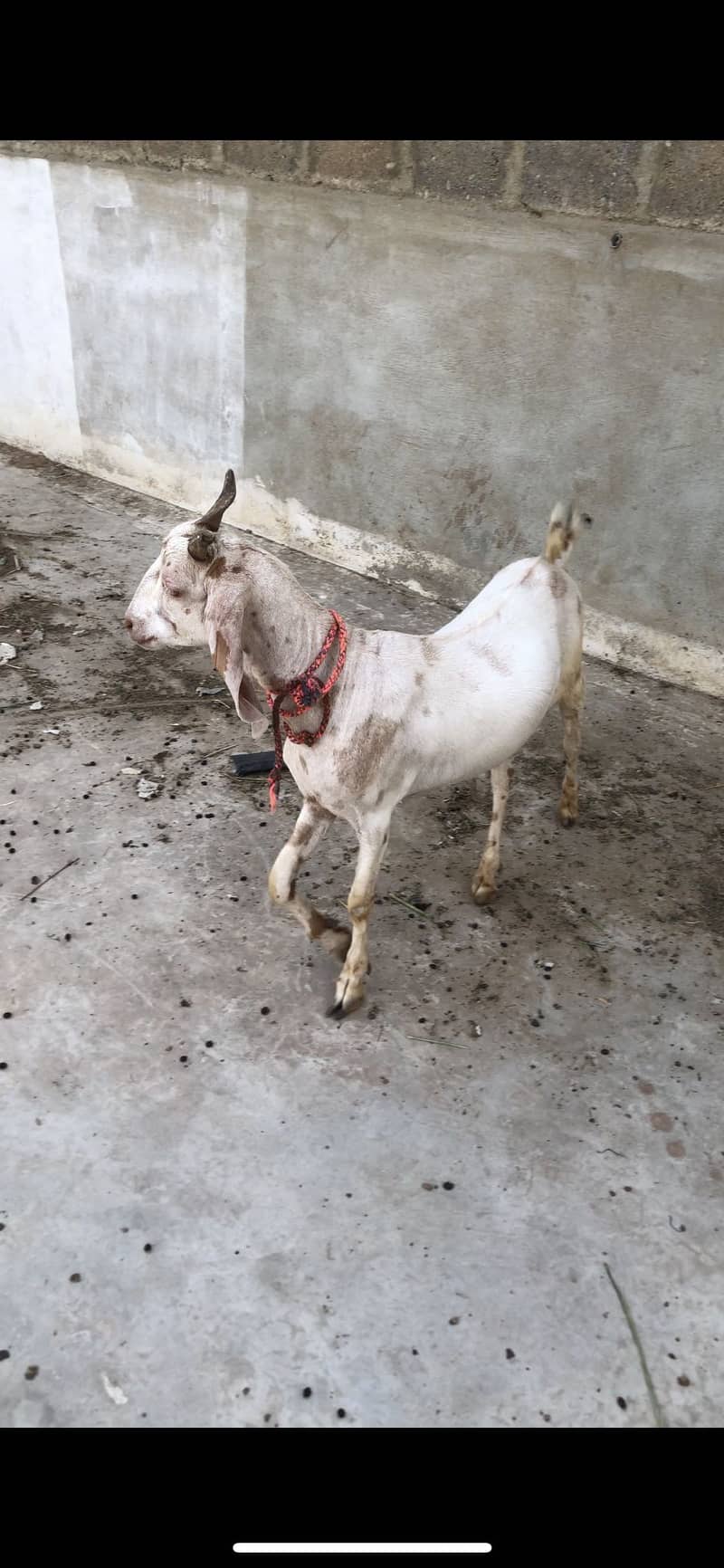 Tapra khassi bakra 2 daanth 1