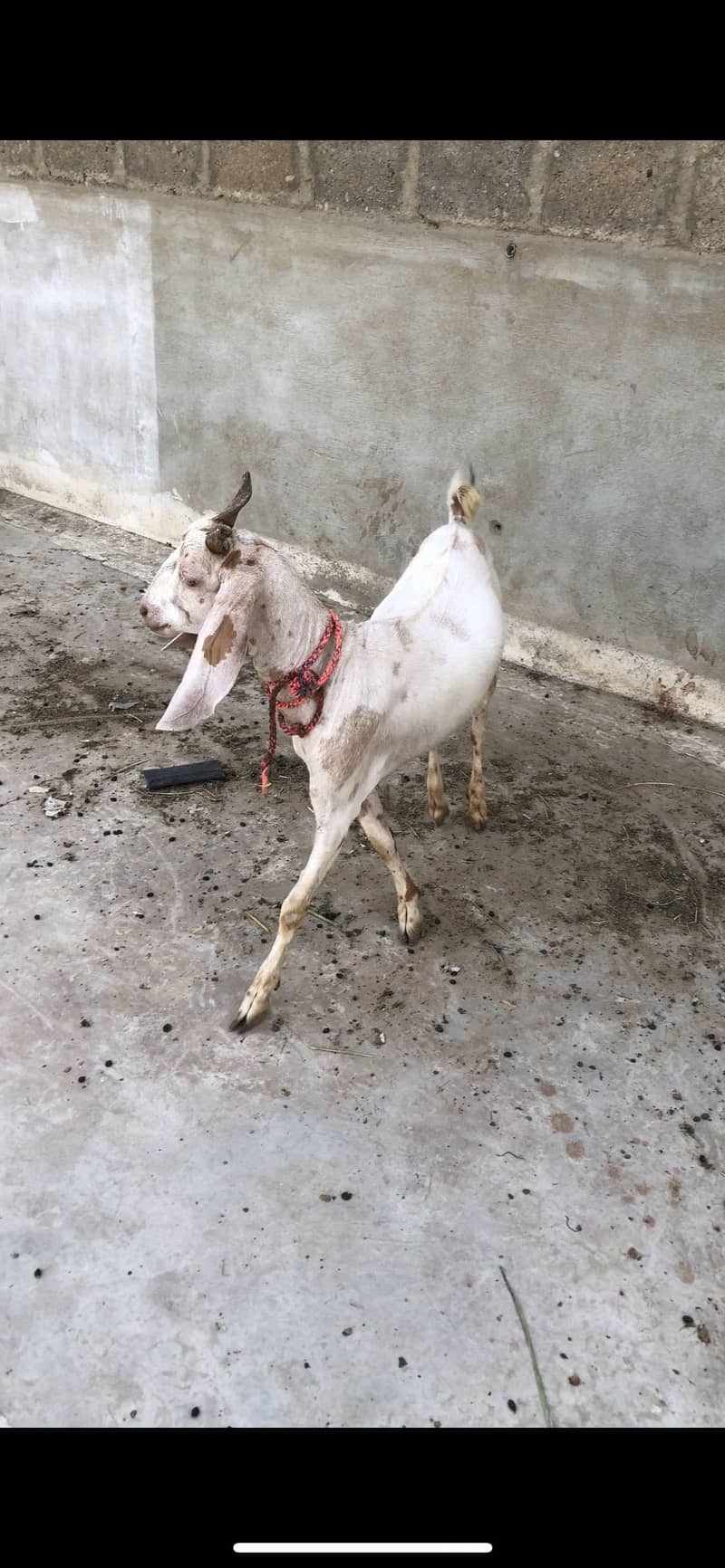 Tapra khassi bakra 2 daanth 2