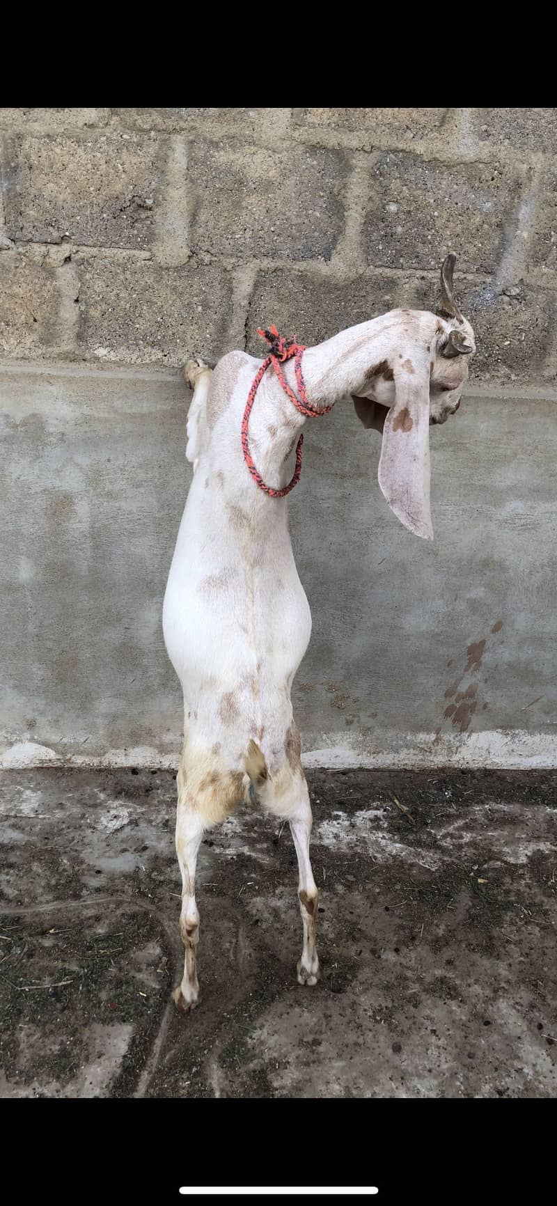 Tapra khassi bakra 2 daanth 3