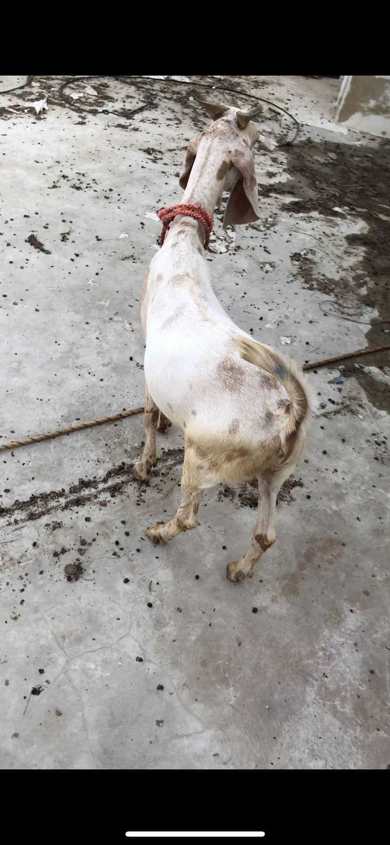 Tapra khassi bakra 2 daanth 4