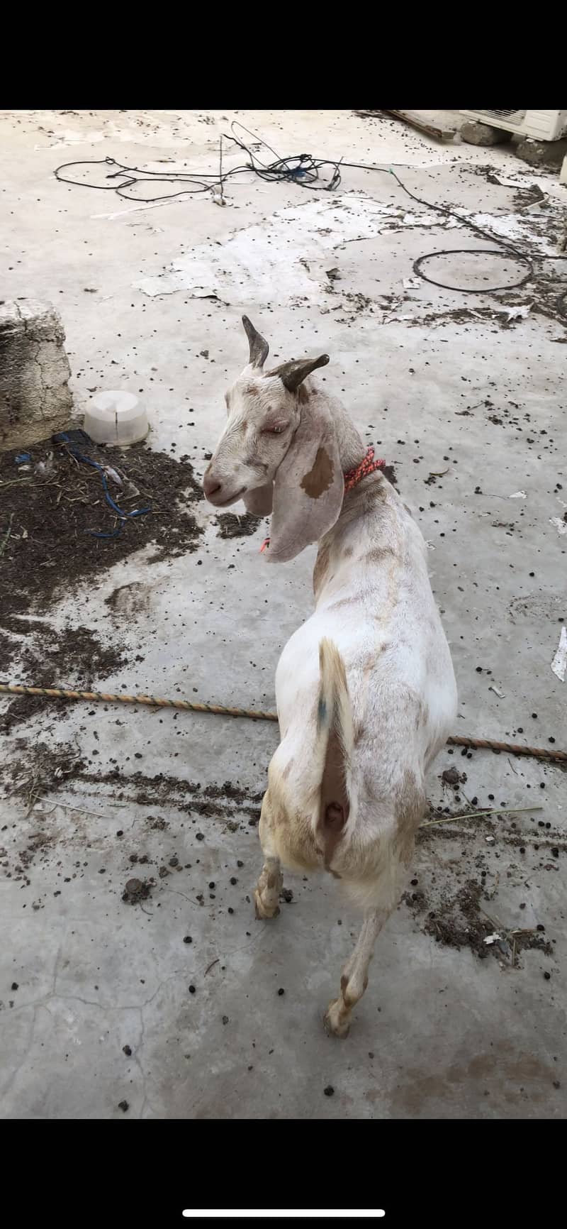 Tapra khassi bakra 2 daanth 5