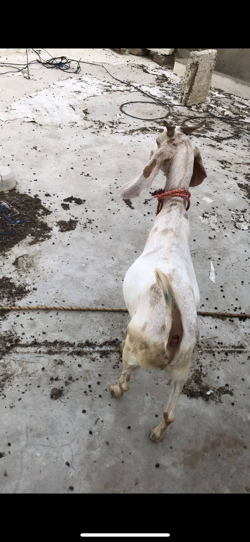 Tapra khassi bakra 2 daanth 6