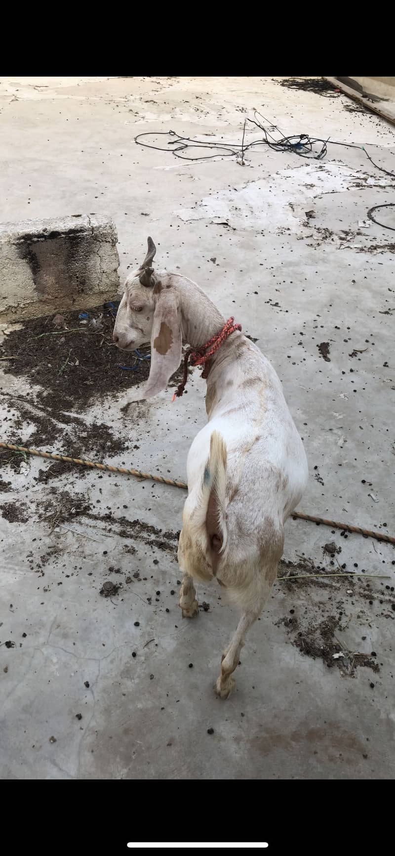 Tapra khassi bakra 2 daanth 7