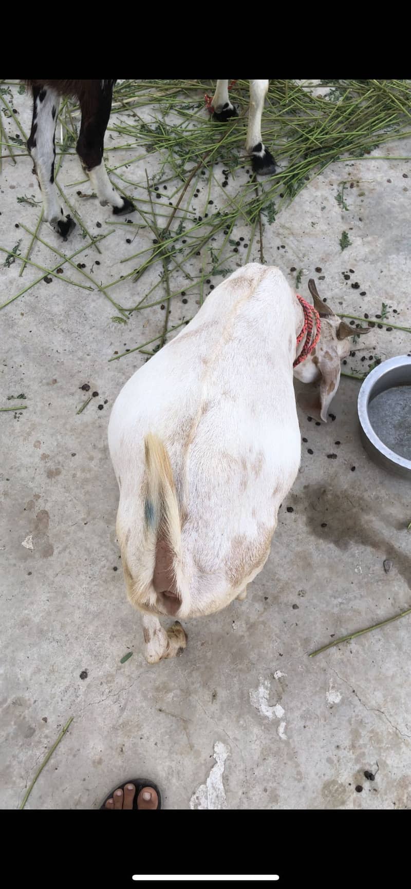 Tapra khassi bakra 2 daanth 8