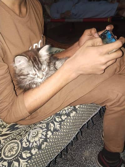 persian male kitten for sale