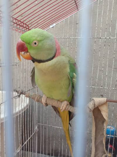 urgent sale need to cash 03020066870