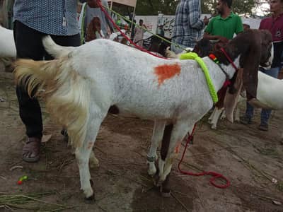 best goats in cheap price