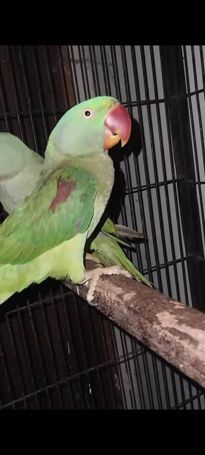 Raw for sale 0321.7242445 call