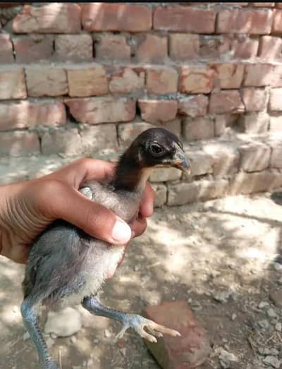 Thai burmi chicks for sale