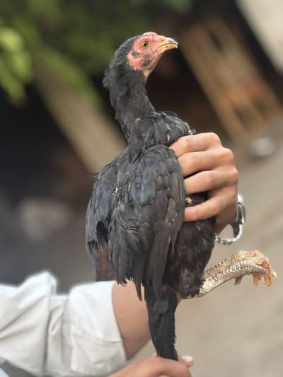 Aseel chick 2 month age home breed only one piece available