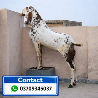 Breeder Bakra for sale