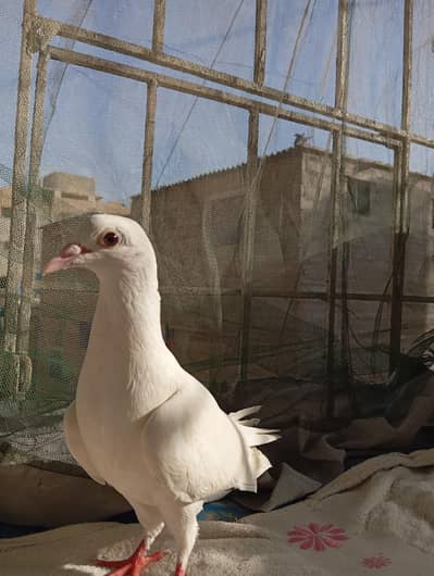 gila piegon for sale