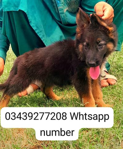German shepherd puppies available