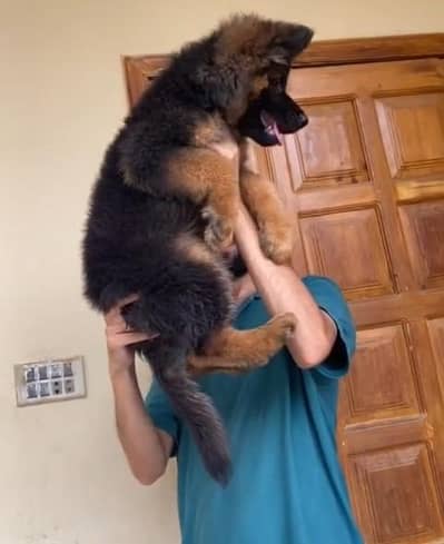 German Shepherd long coat puppy. 03444815864WhatsApp