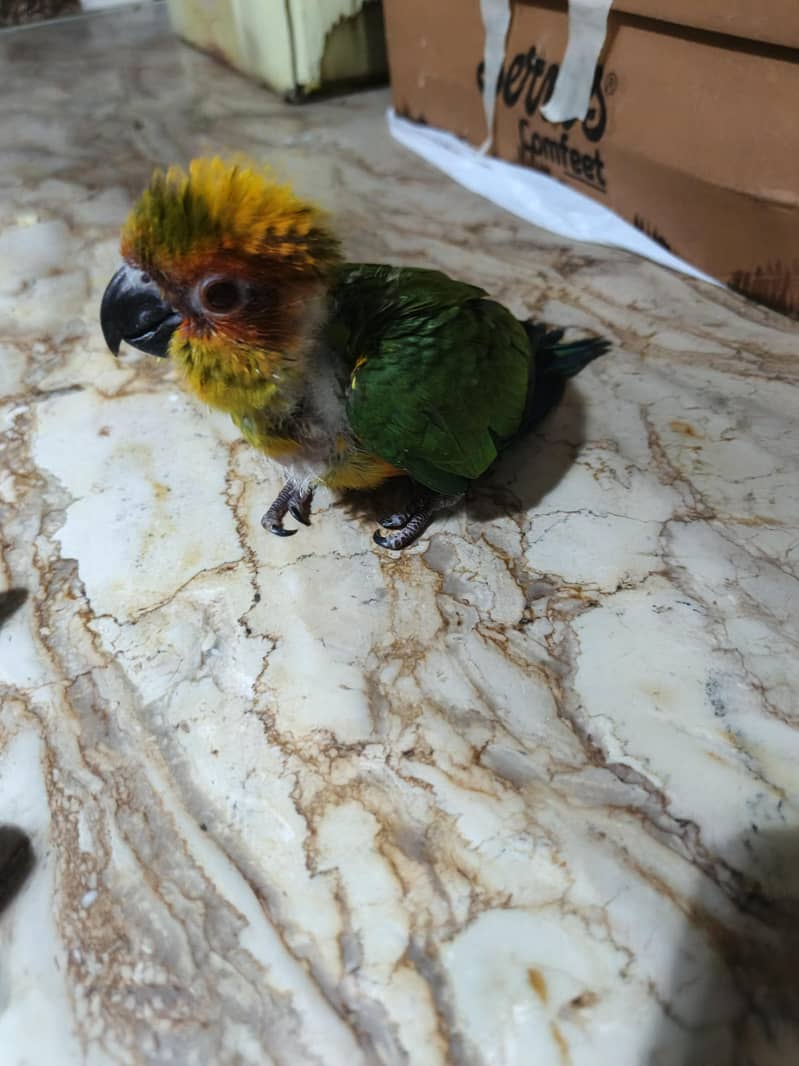 Conures chicks 0