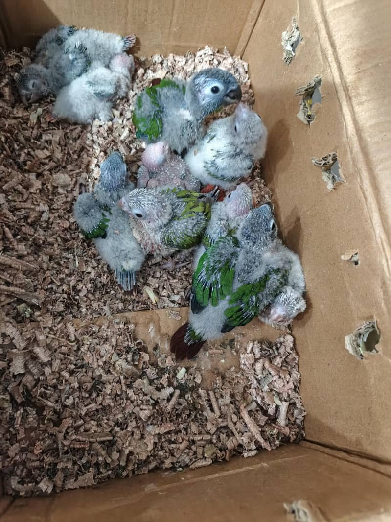 Conures chicks 1