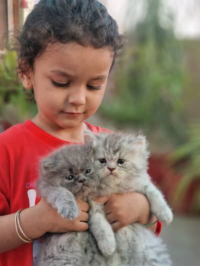 Adorable Persian Kittens Pair for Sale 