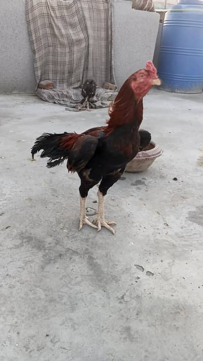 Mianwali cross breed