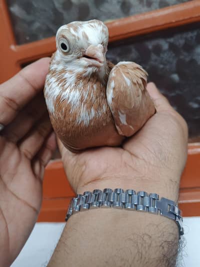 Buda pest female And jerman tie male