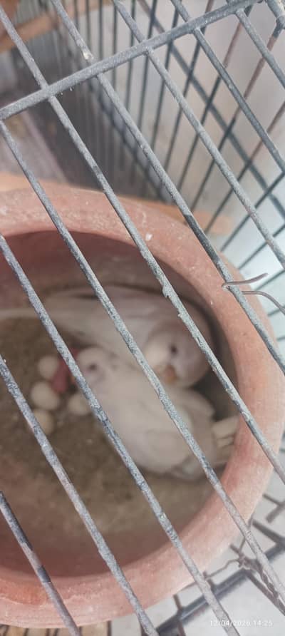 Home breed budgie for Sale