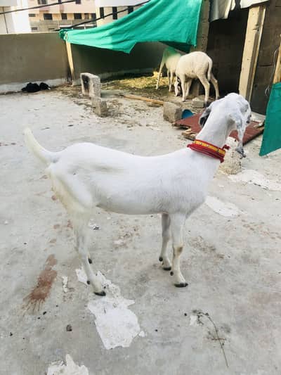 Munda khassi bakra heavy weight