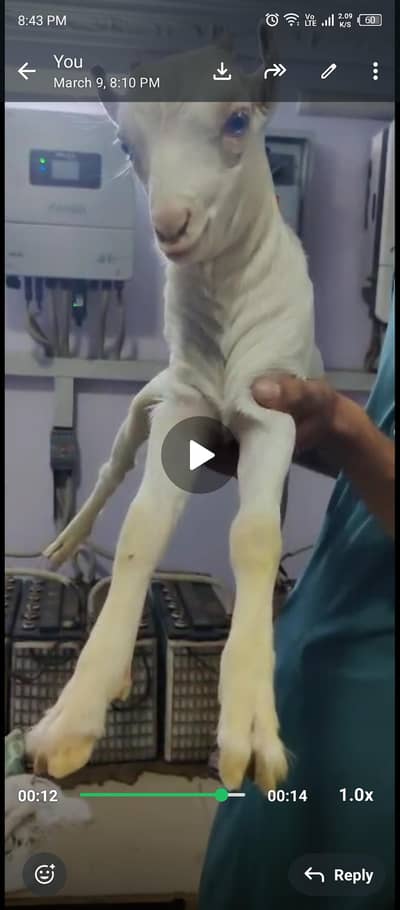 teddi bakri with male kid white eyes