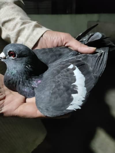 کابلی کابلی کبوتر & مومیا کالے گنڈے دار ہرے  اور  گھاگرے گندے دار ہیں