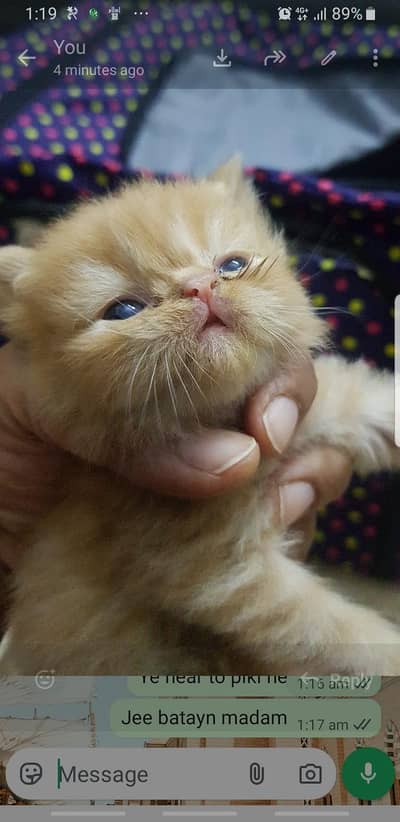 kittens and adults piki