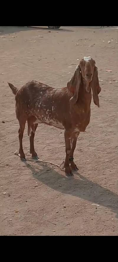 makha chenni pure quality