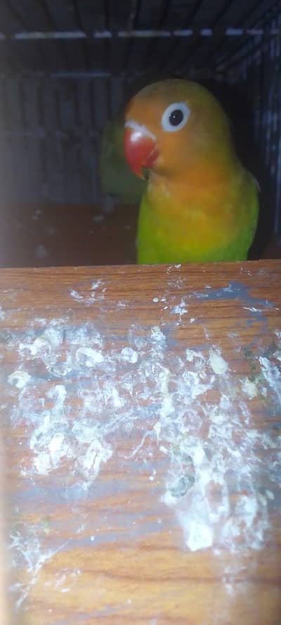 best bird love bird,Australian,cocktail