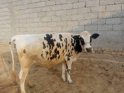 9 Month Pregnant Gabban Freezen Cow