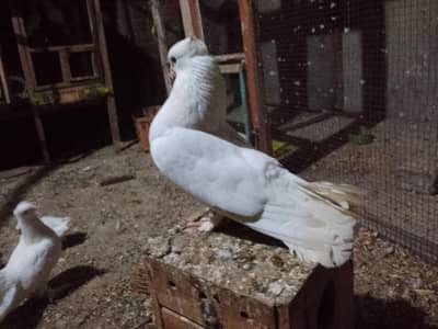 while luckey breather pairs, white dove and bajeries