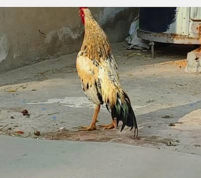 white jawa aseel, best for breeding