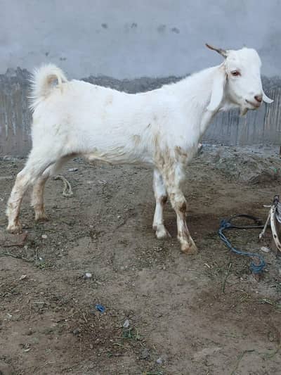 2 dant bakra for sale.