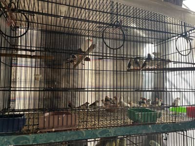 Breeder Finches 40+ Pair with Wooden Colony