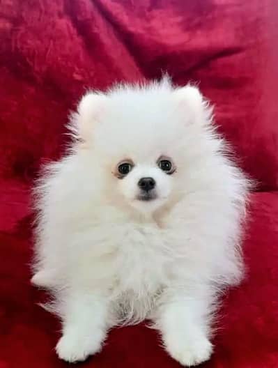 Pomeranian Dog |Pomeranian puppy | female Pomeranian puppy | Toy Puppy