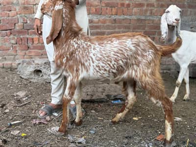Bakra Goat for Qurbani
