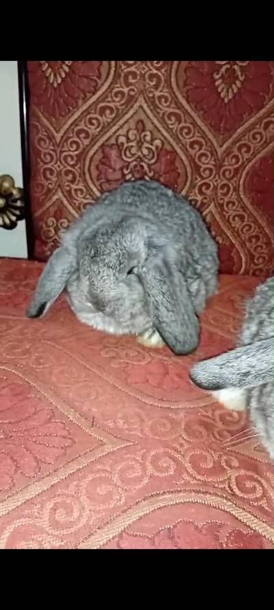 holland lop male bunys